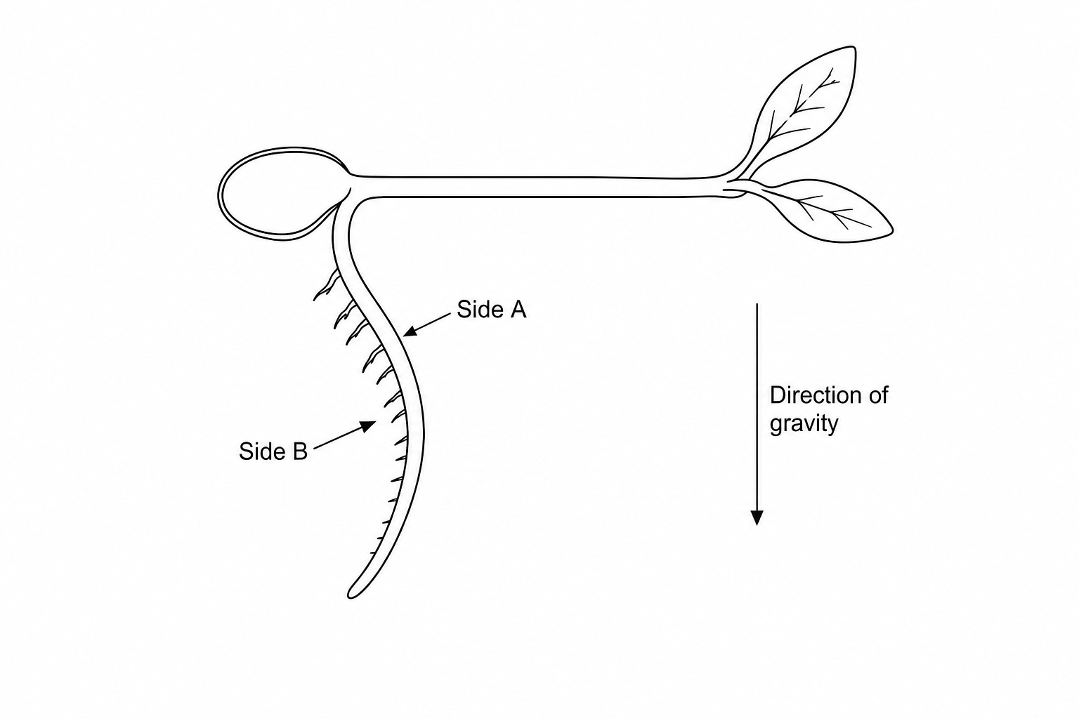 Figure 2: Horizontally positioned seedling root showing gravitropism