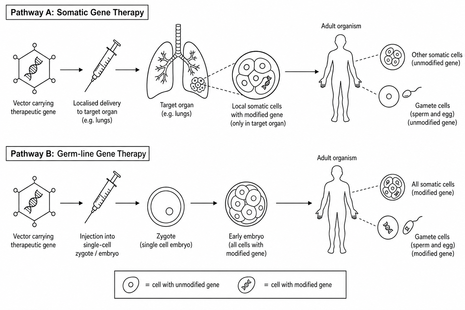 Gene Therapy Pathways