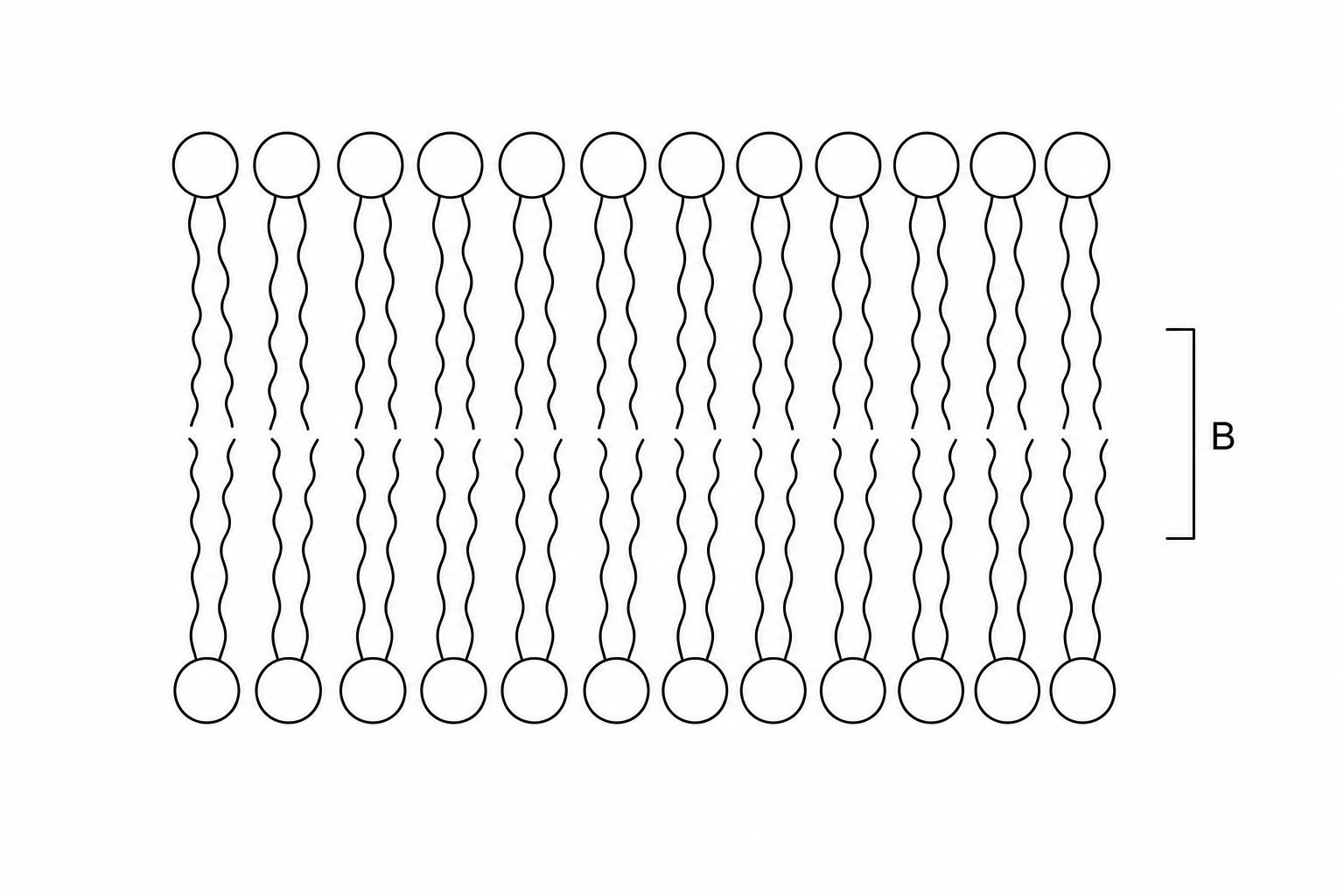 A diagram of a phospholipid bilayer representing a section of a cell membrane. Circular hydrophilic heads form the top and bottom outer layers, facing the aqueous extracellular and intracellular fluids. Long, wavy hydrophobic lipid tails point toward the center of the membrane, meeting in the middle. A bracket labeled B spans the central region containing only the hydrophobic fatty acid tails.