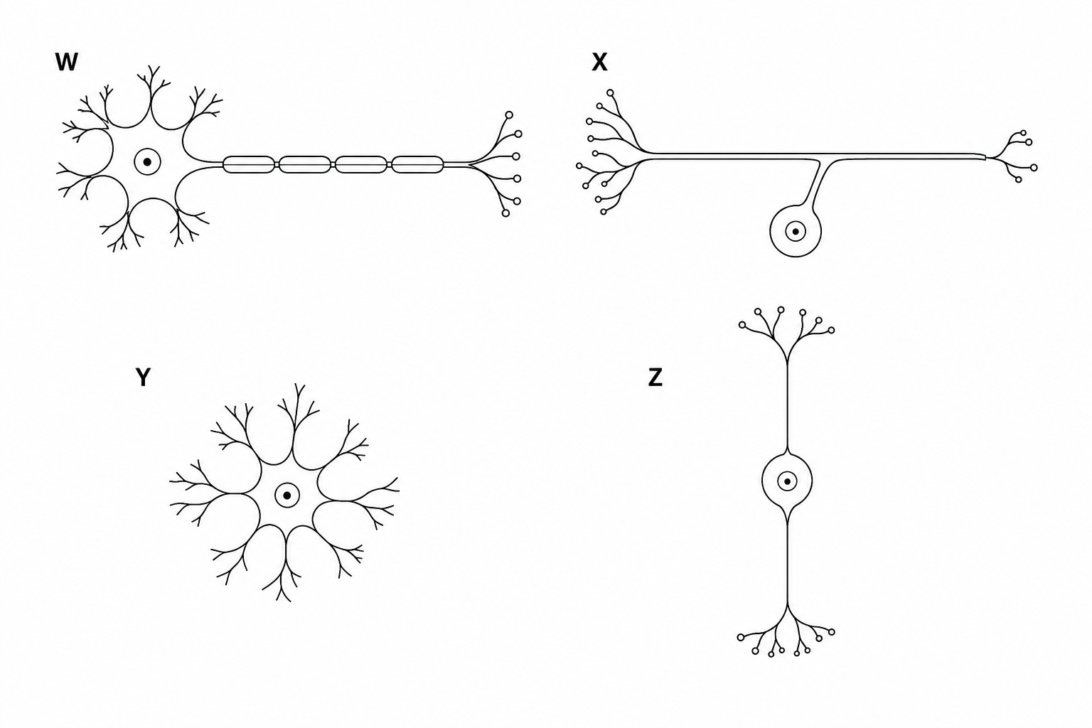 Schematic of neurone types W, X, Y, and Z