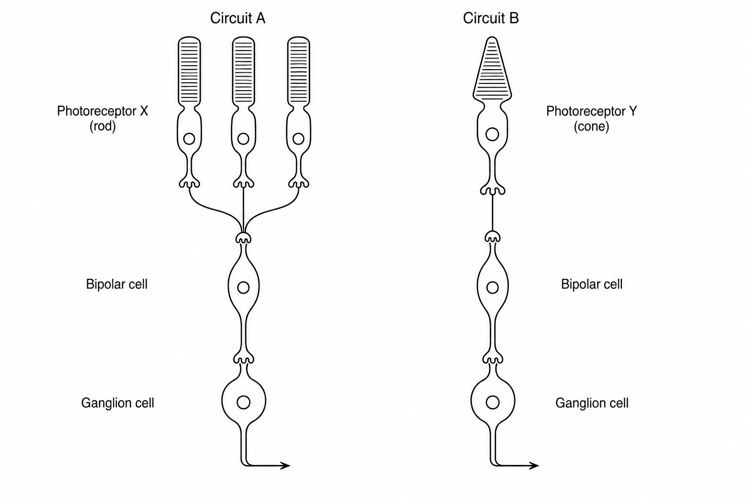 Retinal wiring showing Circuit A and Circuit B