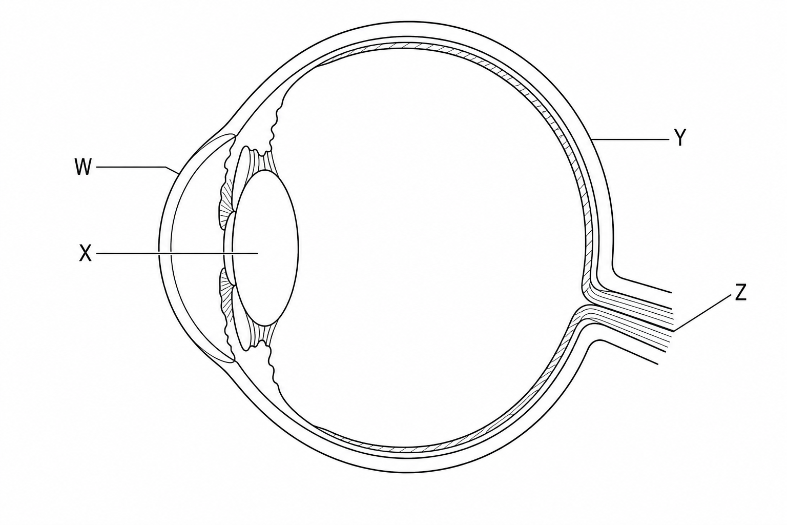 Figure 1: Cross-section of a human eye