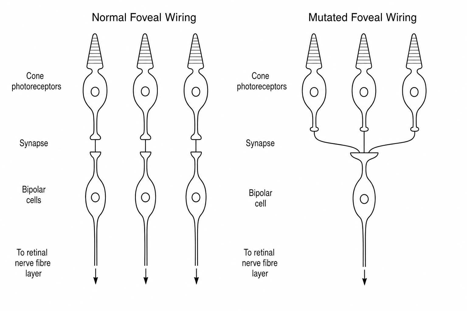 Retinal Cone Wiring comparison