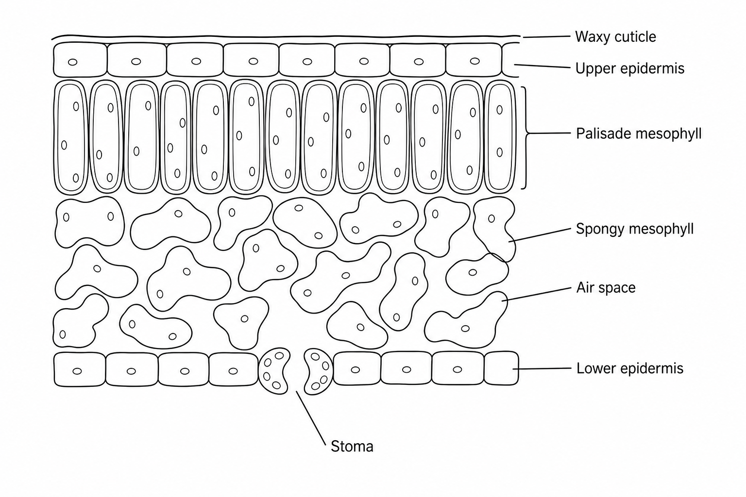 Figure 1: A transverse section of a typical mesophyic leaf showing a thin waxy cuticle on the upper epidermis, a closely packed layer of palisade mesophyll cells, a spongy mesophyll layer with moderate air spaces, and stomata located only on the lower epidermis.