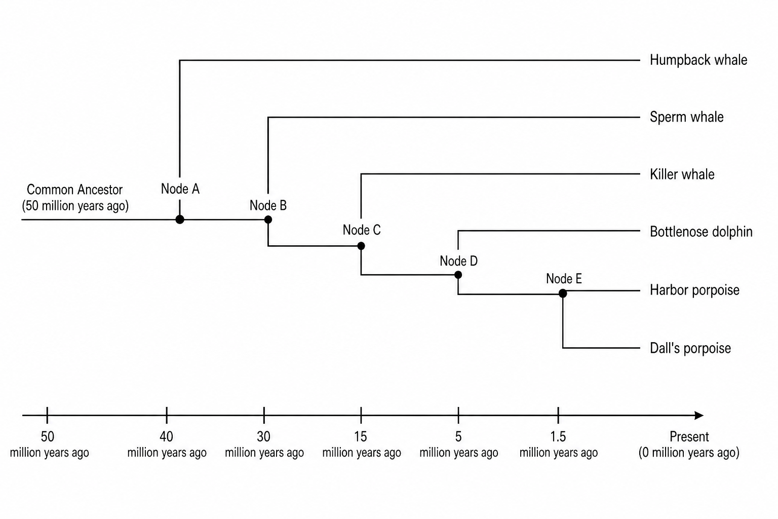 An evolutionary tree showing the relationships between six cetacean species.