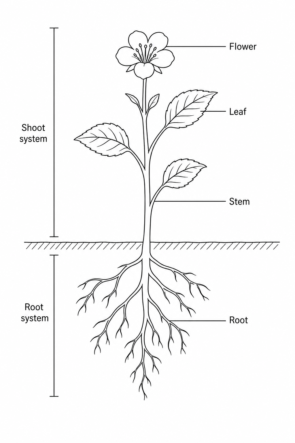 Angiosperm Organisation