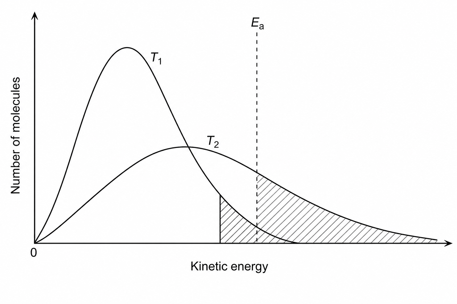 Maxwell-Boltzmann distribution curves at temperatures T1 and T2