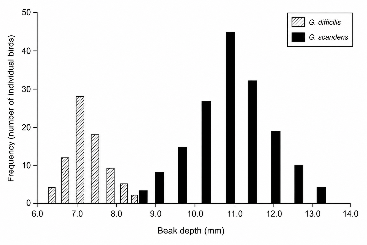 A bar chart showing the frequency of individual birds plotted against beak depth (mm) for two species of Galapagos finch: G. difficilis (patterned bars) and G. scandens (solid grey bars). The x-axis is labeled 'beak depth (mm)' ranging from 6.0 to 14.0 mm. The y-axis represents 'frequency (number of individual birds)' ranging from 0 to 50. For G. difficilis, bars are present at: 6.8 mm (height 4), 7.1 mm (height 12), 7.4 mm (height 28), 7.7 mm (height 18), 8.0 mm (height 9), 8.3 mm (height 5), and 8.6 mm (height 2). For G. scandens, bars are present at: 8.2 mm (height 3), 8.8 mm (height 8), 9.4 mm (height 15), 10.0 mm (height 27), 10.6 mm (height 45), 11.2 mm (height 32), 11.8 mm (height 19), 12.4 mm (height 10), and 13.0 mm (height 4).