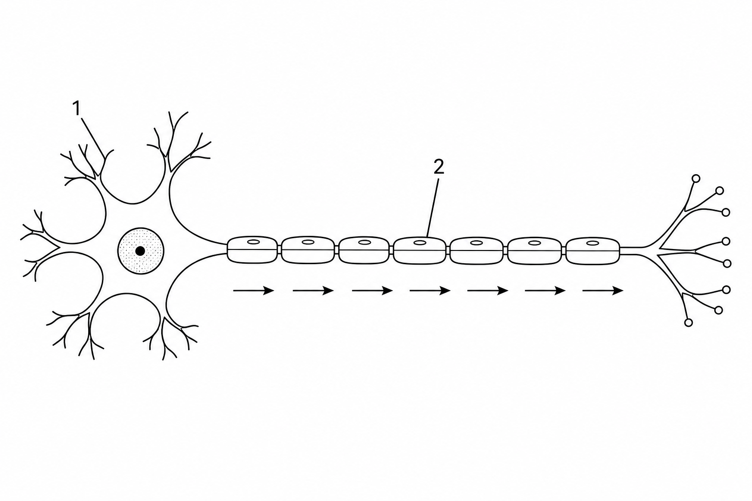 Diagram of a motor neurone