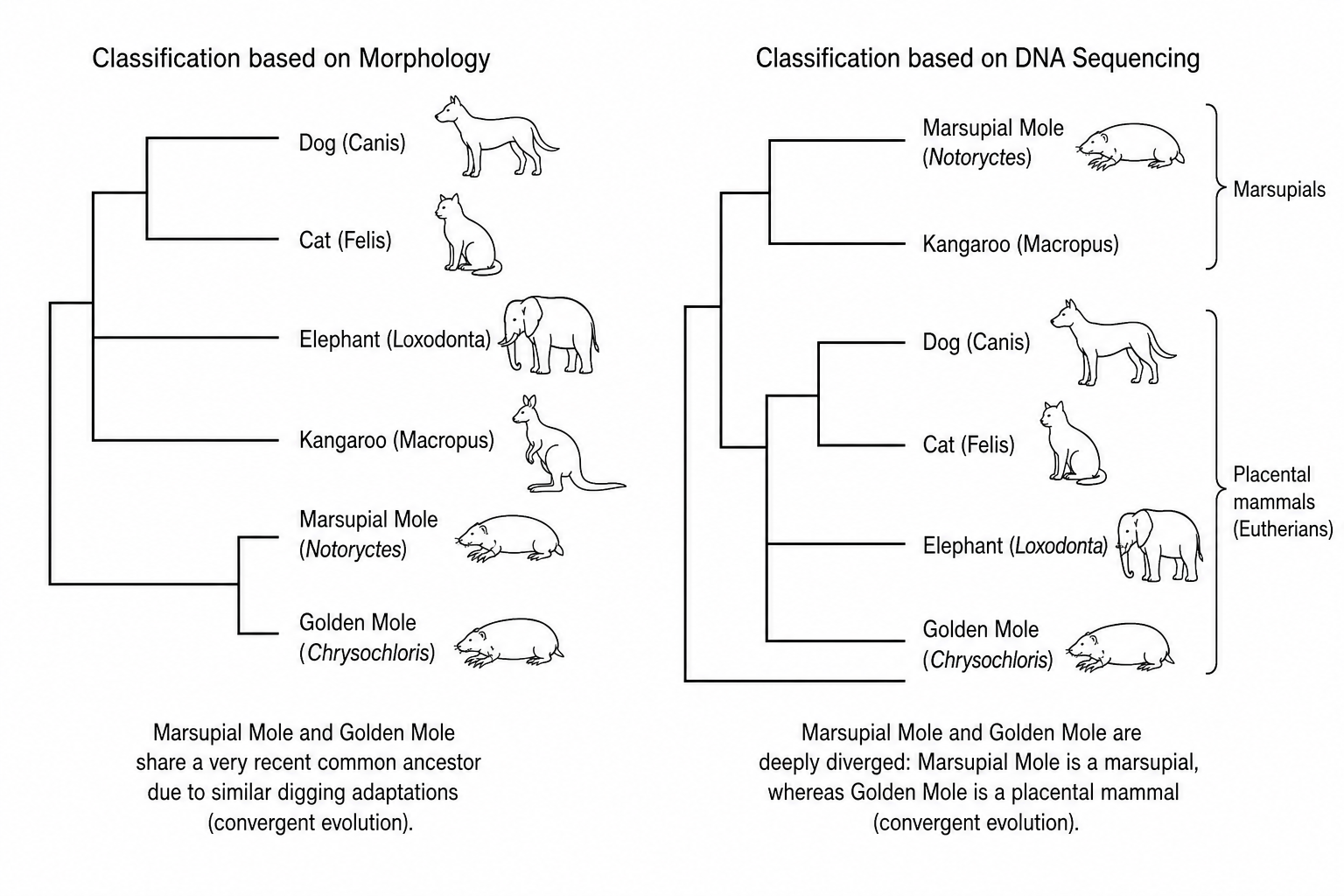 Evolutionary tree comparison of morphological vs. DNA-based classification
