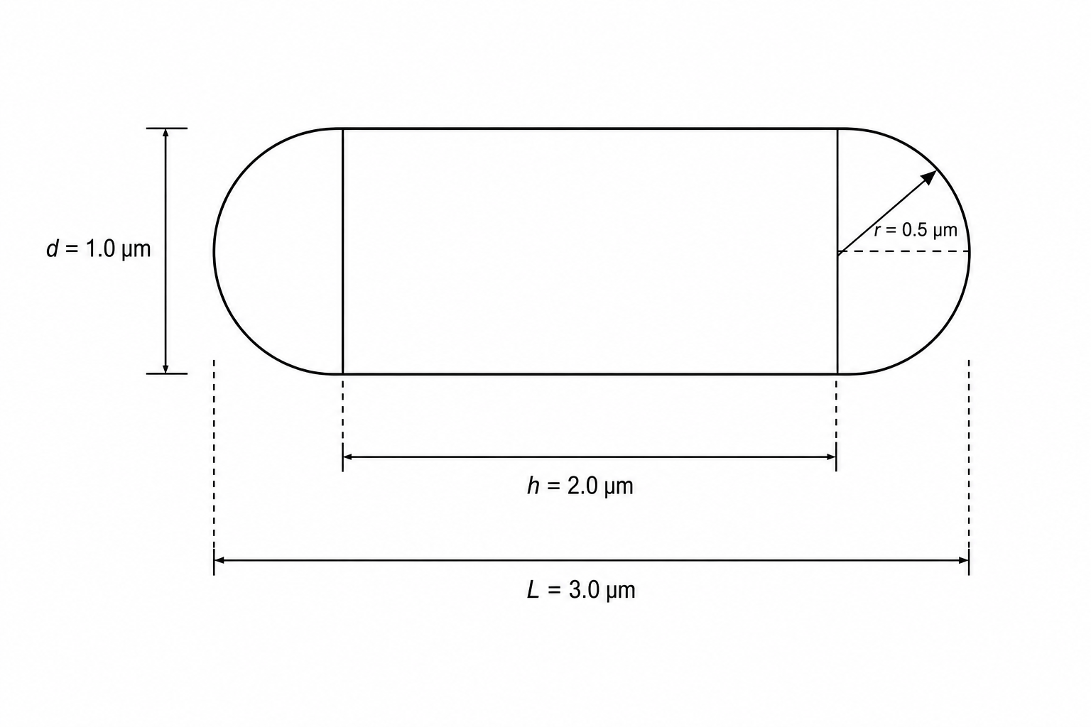 Rod-shaped bacterial cell