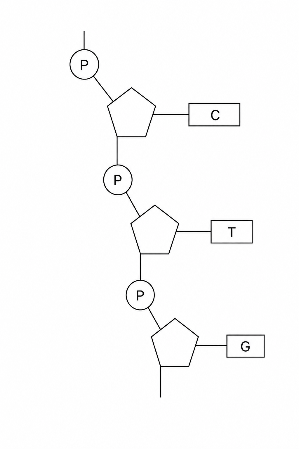 Part of one DNA strand showing three nucleotides from top to bottom with bases C, T, and G