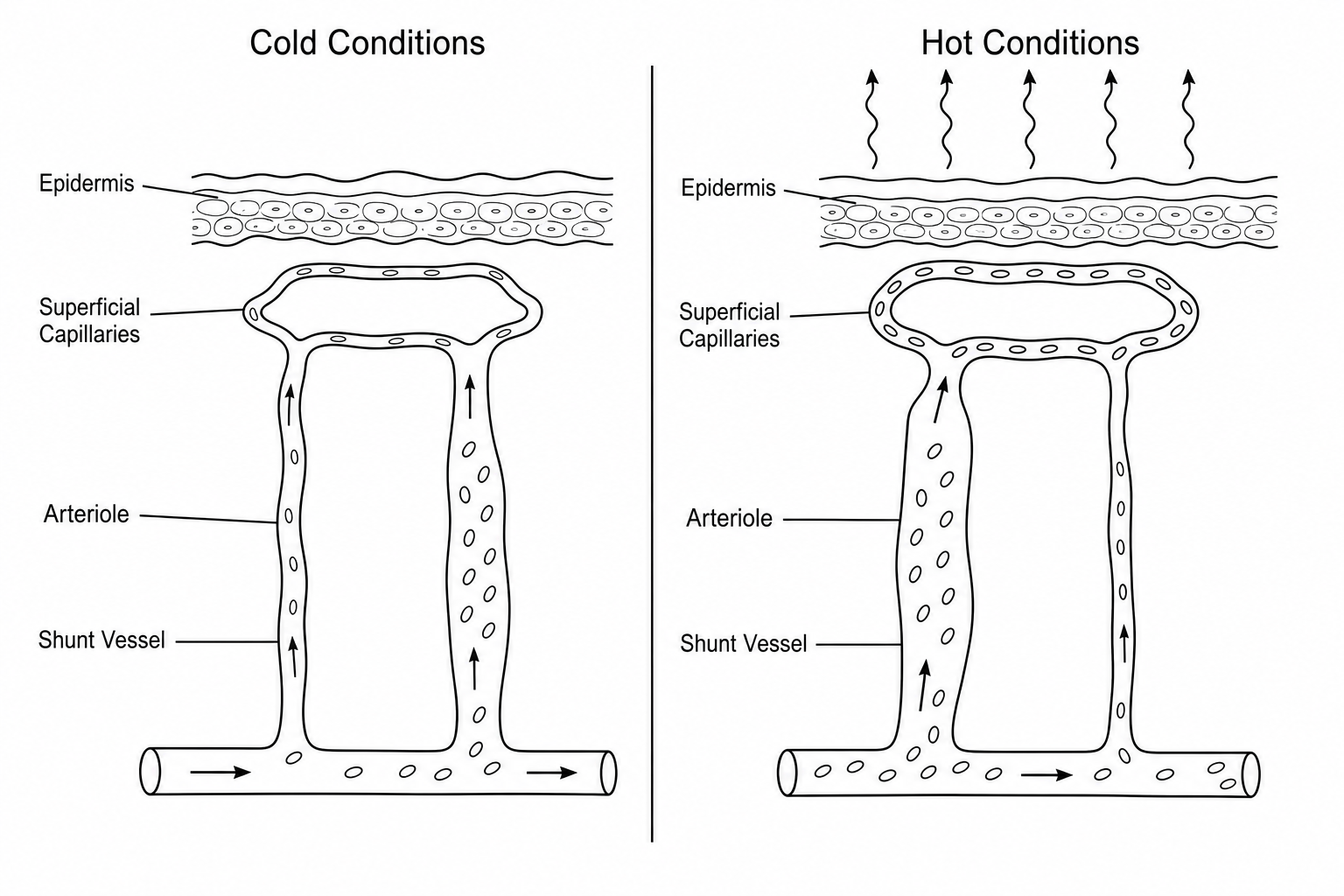 Skin thermoregulation