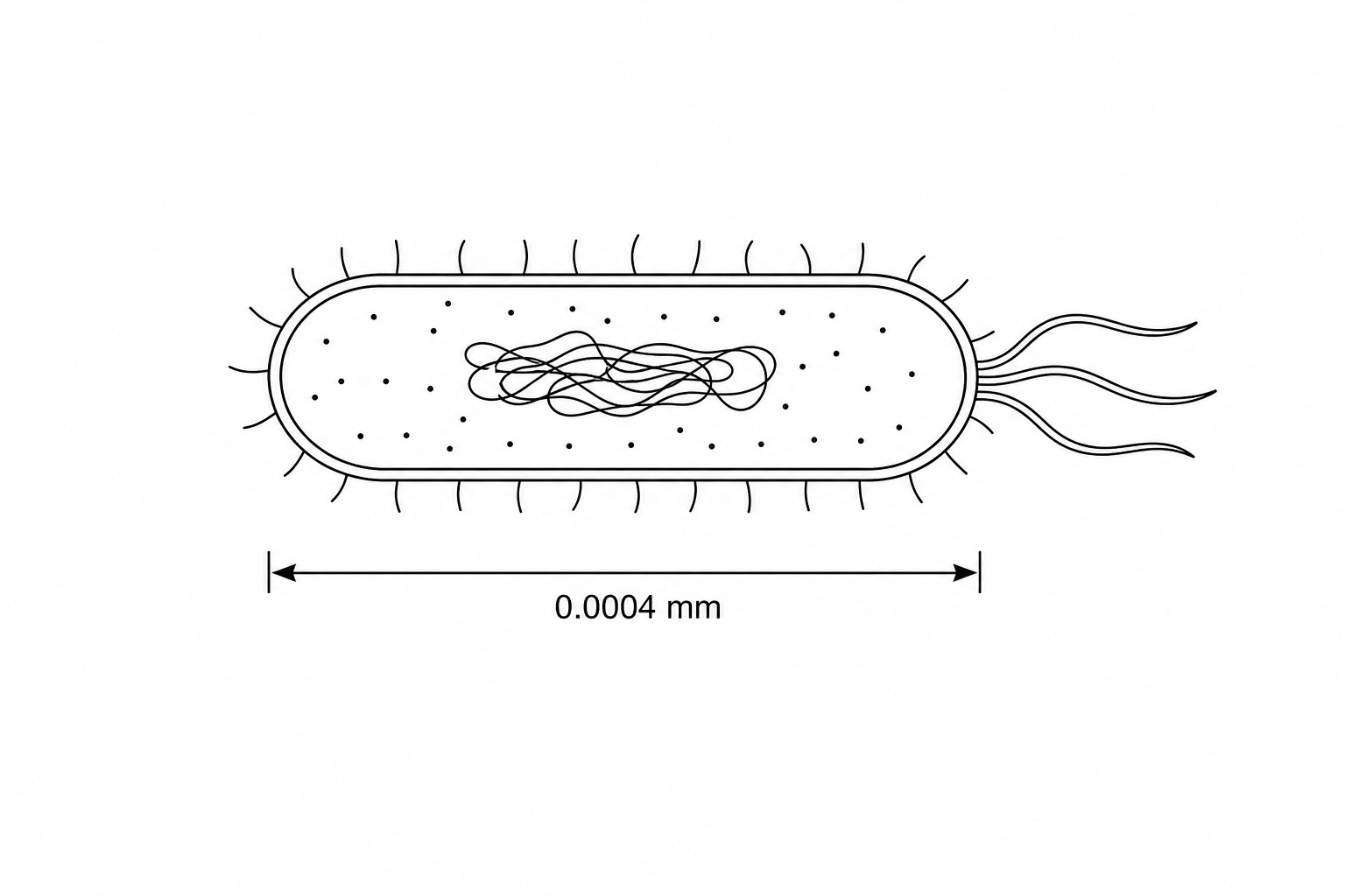 Bacterial cell with length 0.0004 mm