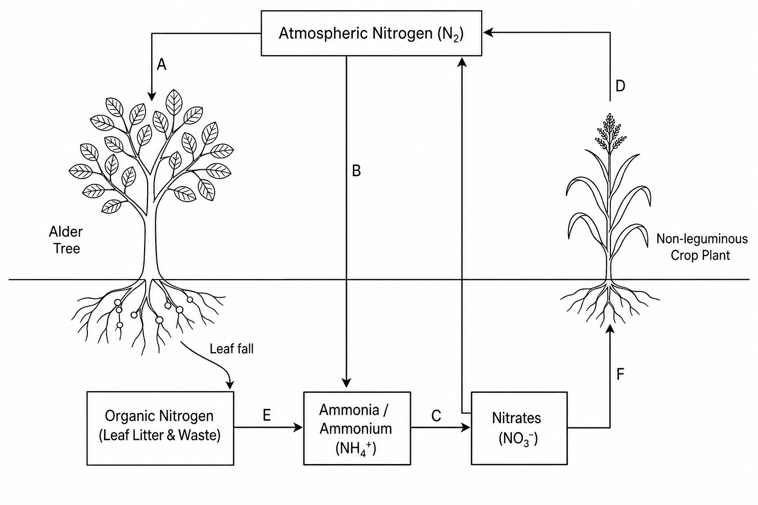 Nitrogen cycle in an agroforestry ecosystem with alder trees and non-leguminous crops