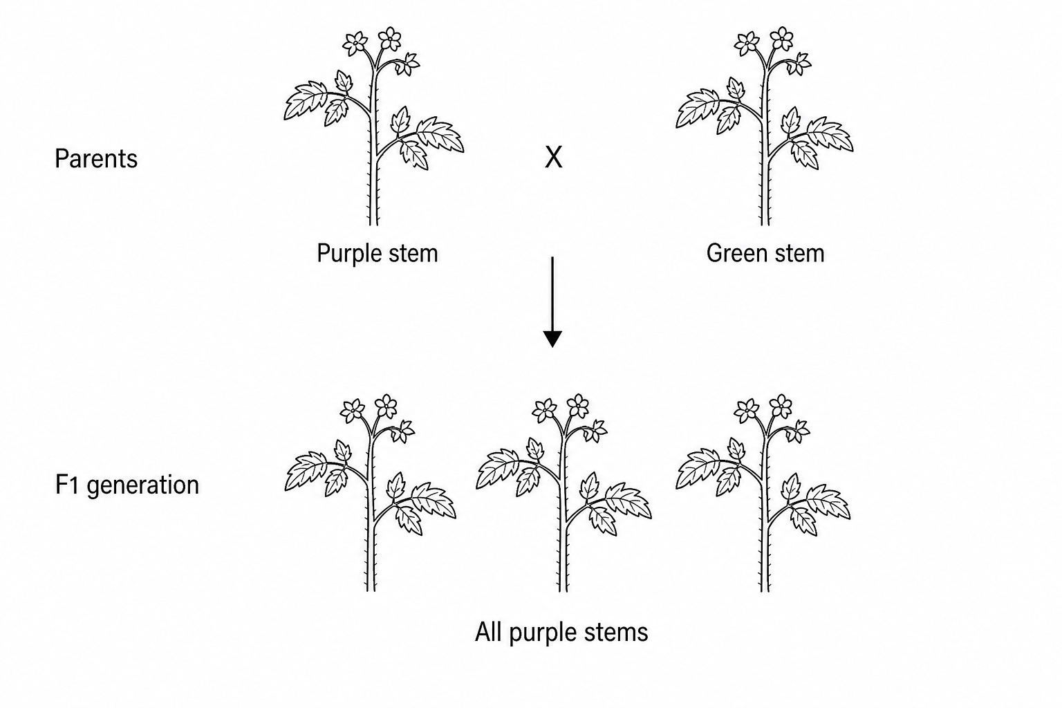 A genetic cross diagram showing a pure-breeding purple-stemmed tomato plant crossed with a pure-breeding green-stemmed tomato plant. The diagram shows the Parent generation (purple stem x green stem) yielding the F1 generation of offspring, which are all purple-stemmed.