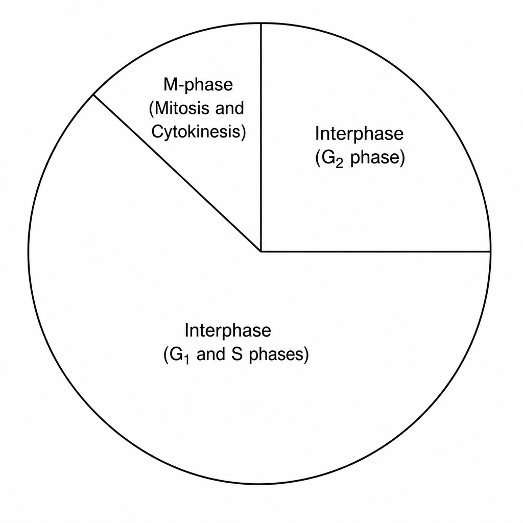 Figure 1: Representational pie chart of a cell cycle.