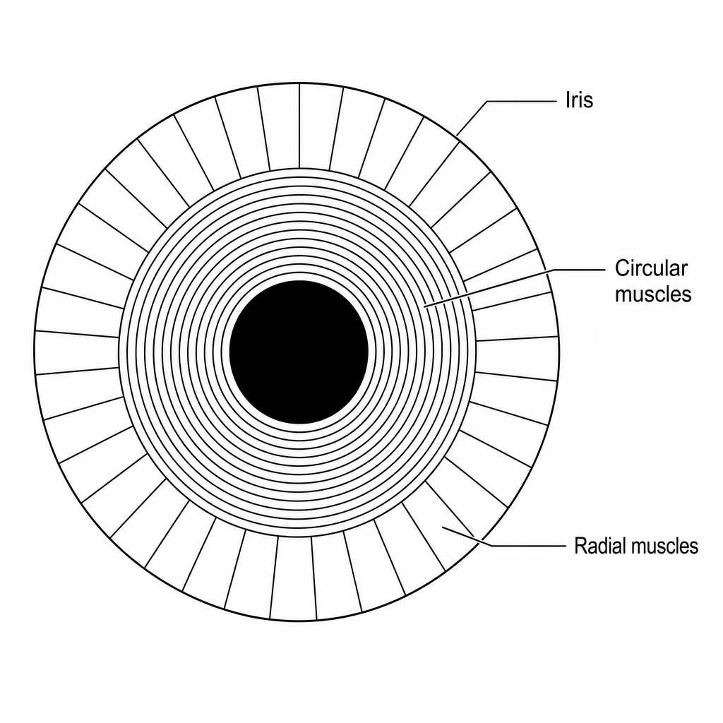 Diagram of iris muscles