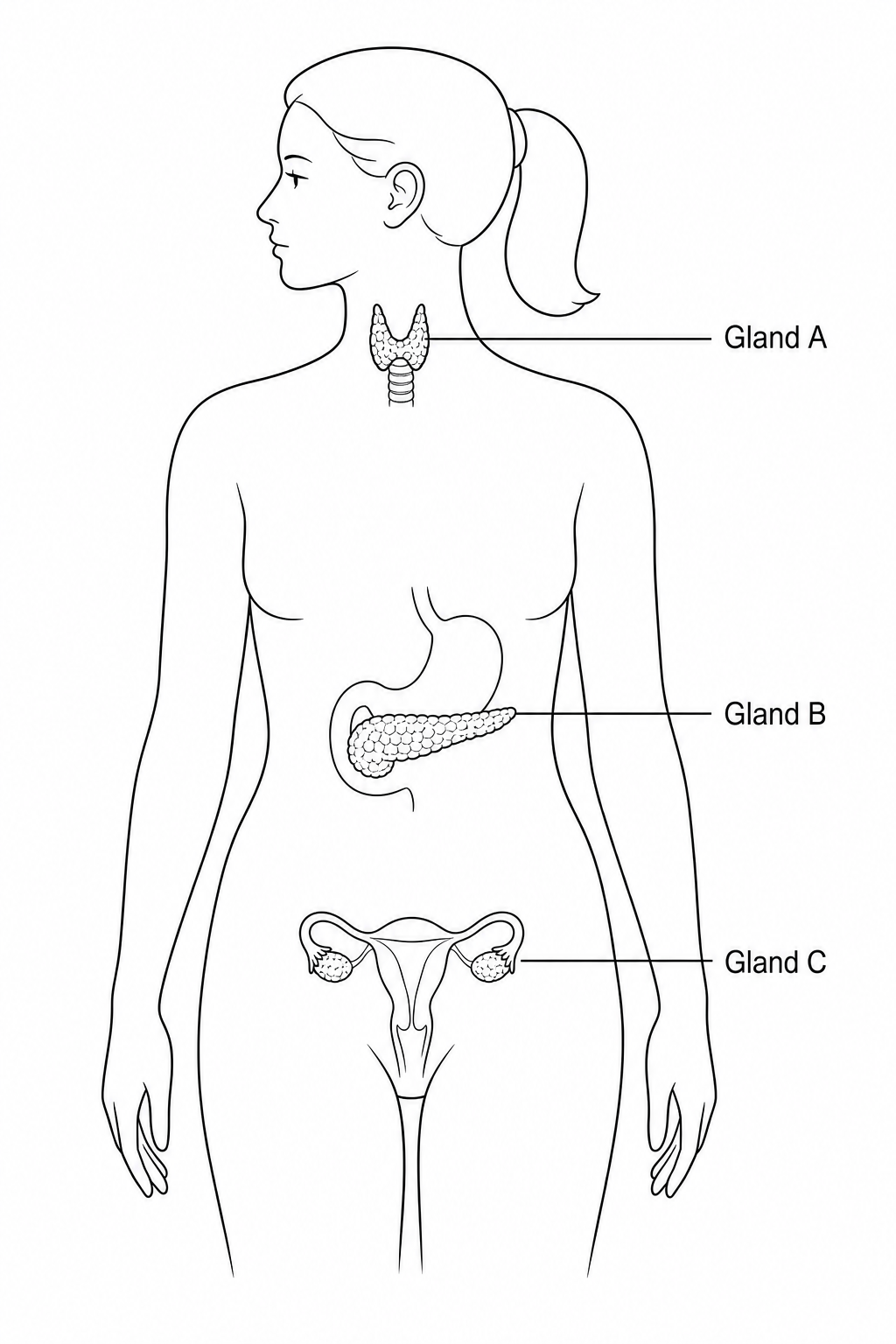 Figure 1: Outline of human female body and three endocrine glands. Gland A is in the neck, Gland B is in the upper abdomen, and Gland C is in the pelvis.