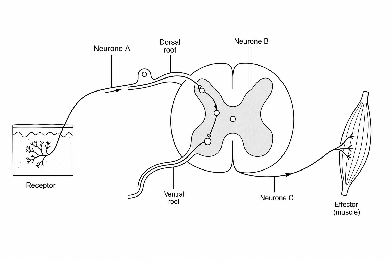 Figure 2: A diagram of a spinal reflex arc showing a cross-section of the spinal cord with sensory, relay, and motor pathways.