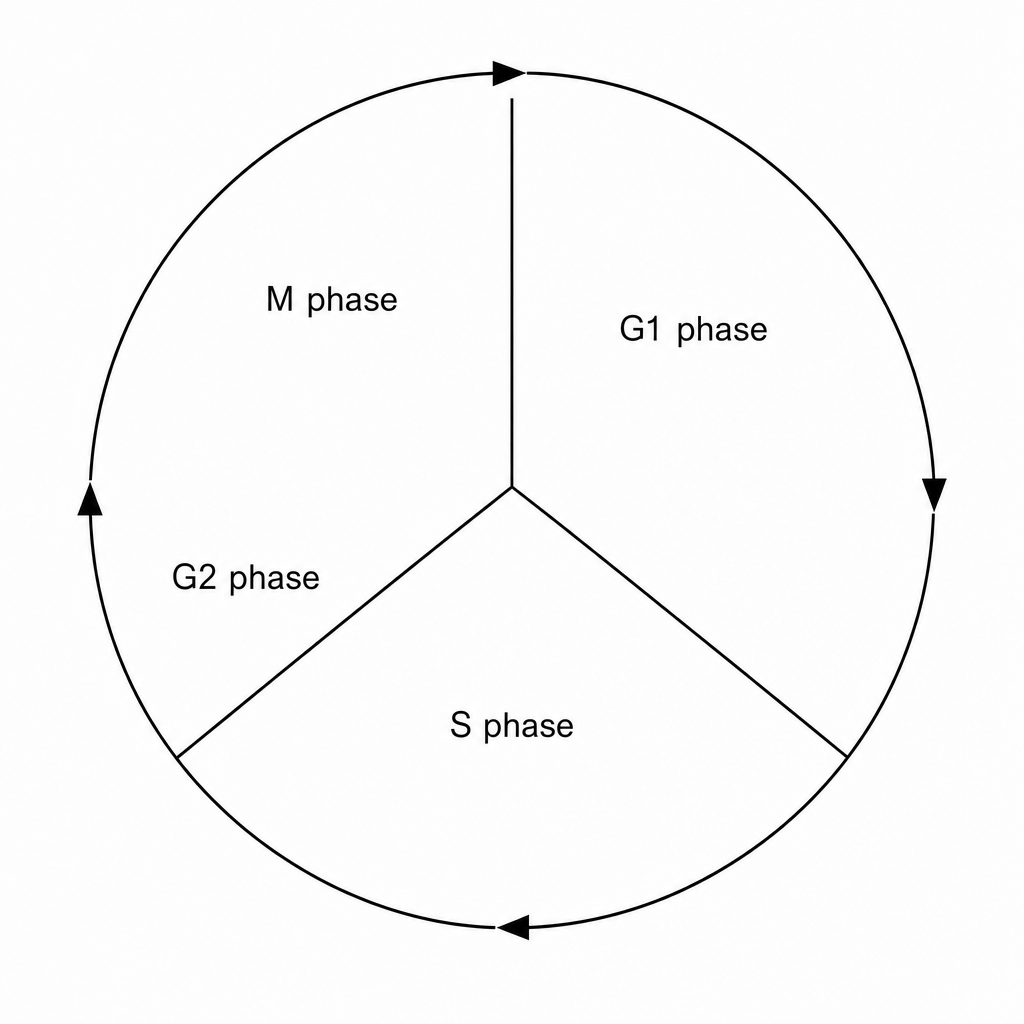 Cell cycle schematic