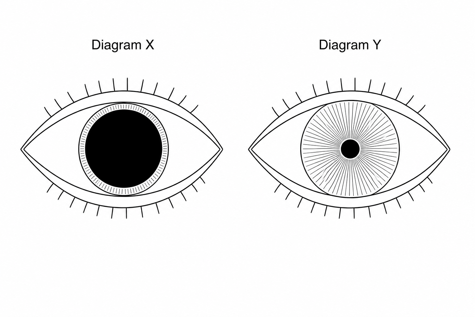 Diagram X and Diagram Y showing pupil changes