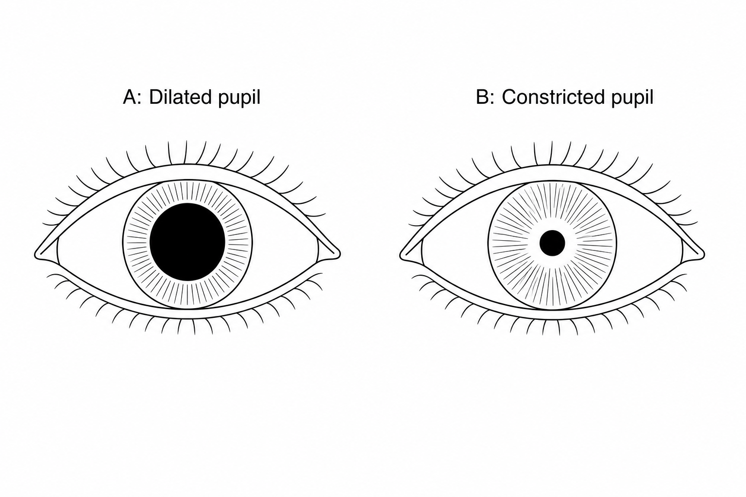 Diagram A and Diagram B showing pupils under different lighting