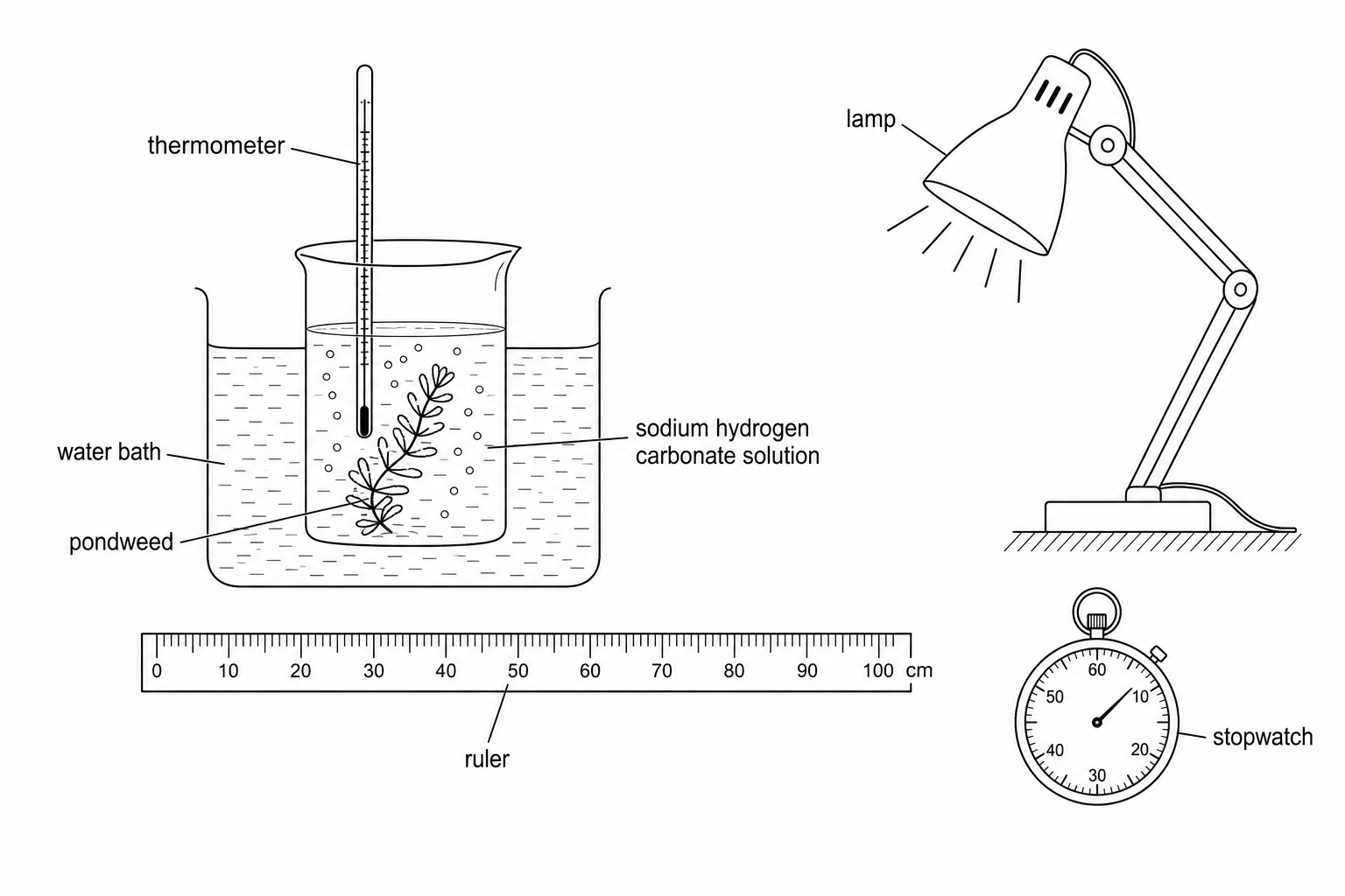 An experimental setup showing a beaker containing pondweed immersed in a sodium hydrogen carbonate solution. This beaker is placed inside a larger water bath container. A thermometer is placed inside the inner beaker to measure temperature. A lamp is set up at a fixed distance from the beaker, with a ruler placed between them to ensure the distance remains constant. A stopwatch is shown alongside the apparatus.