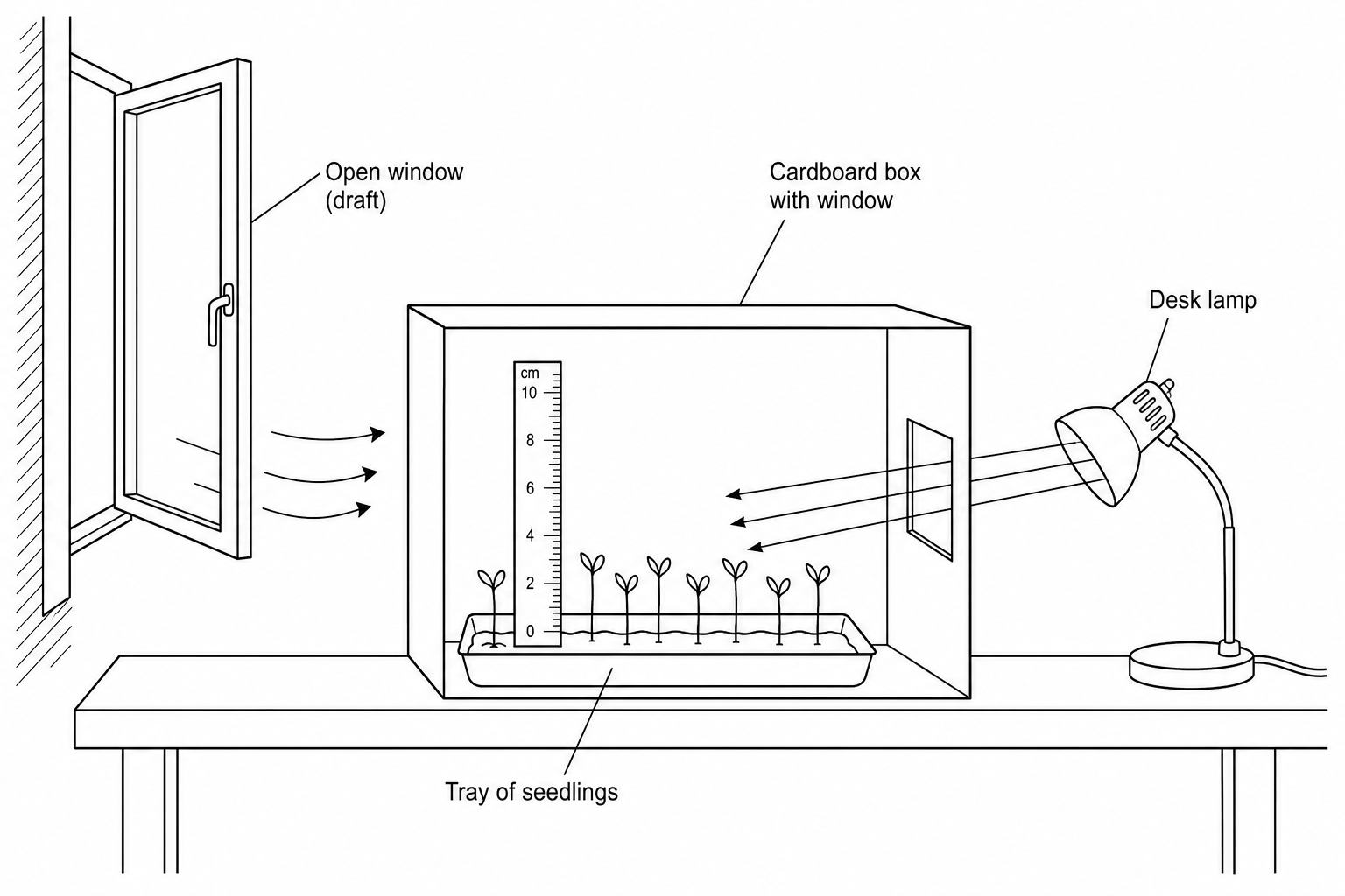 Figure 1: Experimental setup investigating phototropism