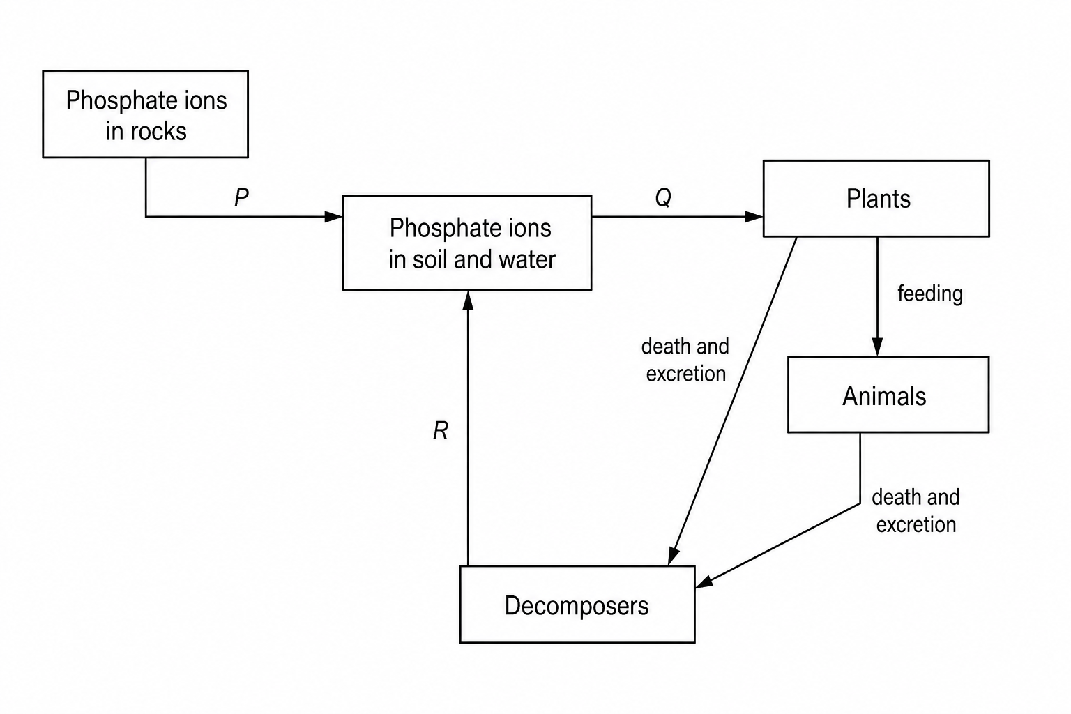 The Phosphorus Cycle