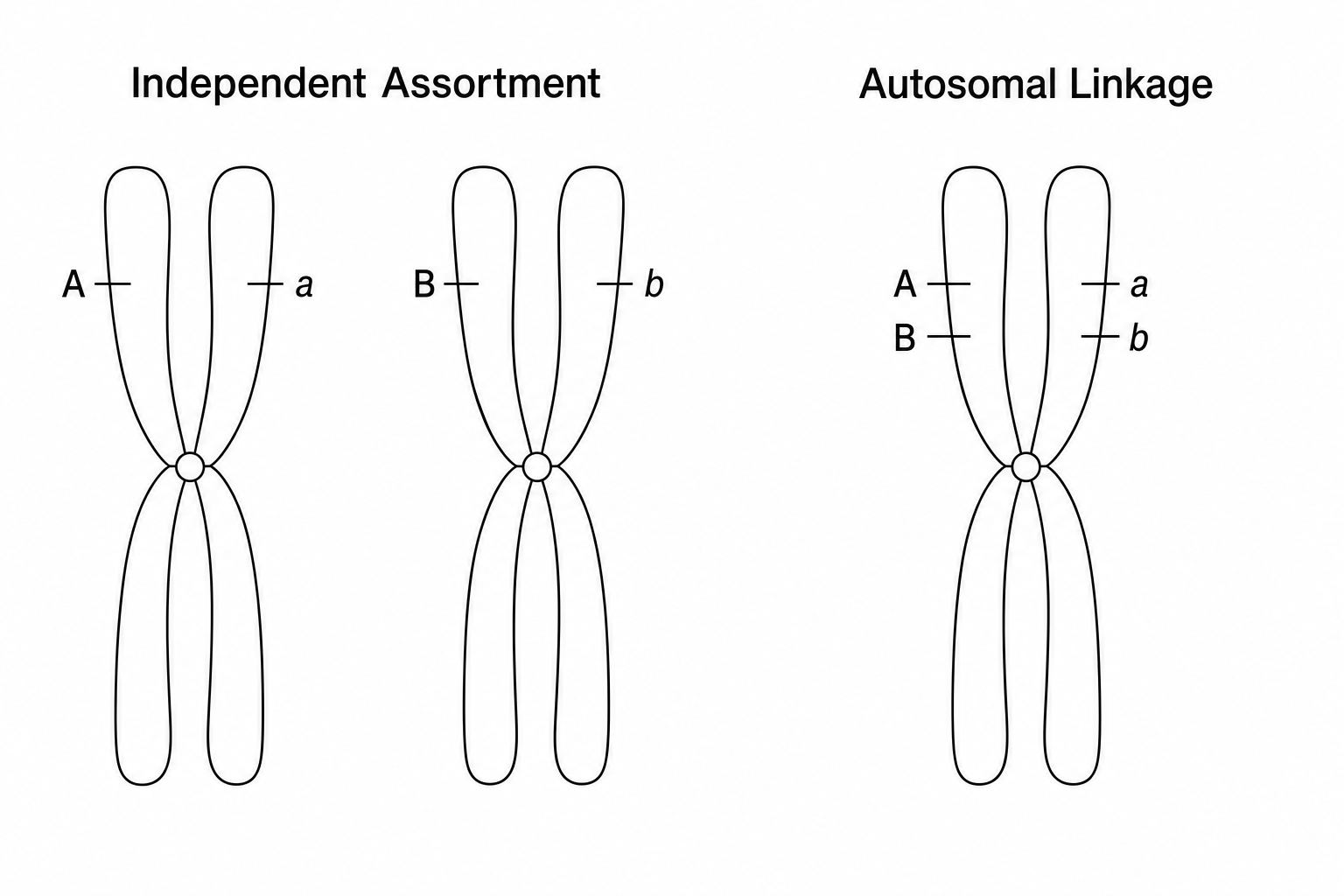 Genetic Assortment and Linkage