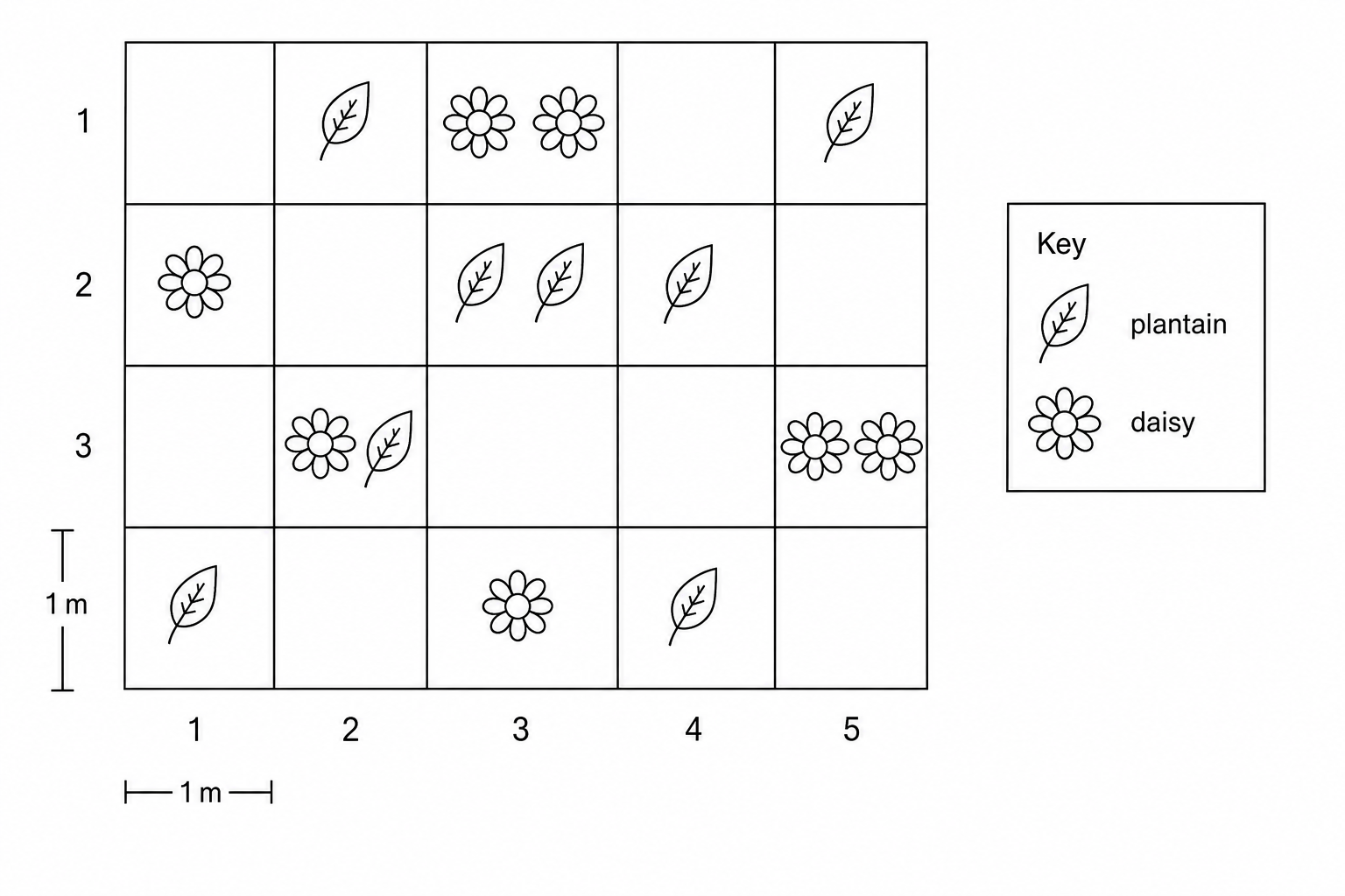 Grid representation of daisy and plantain distribution