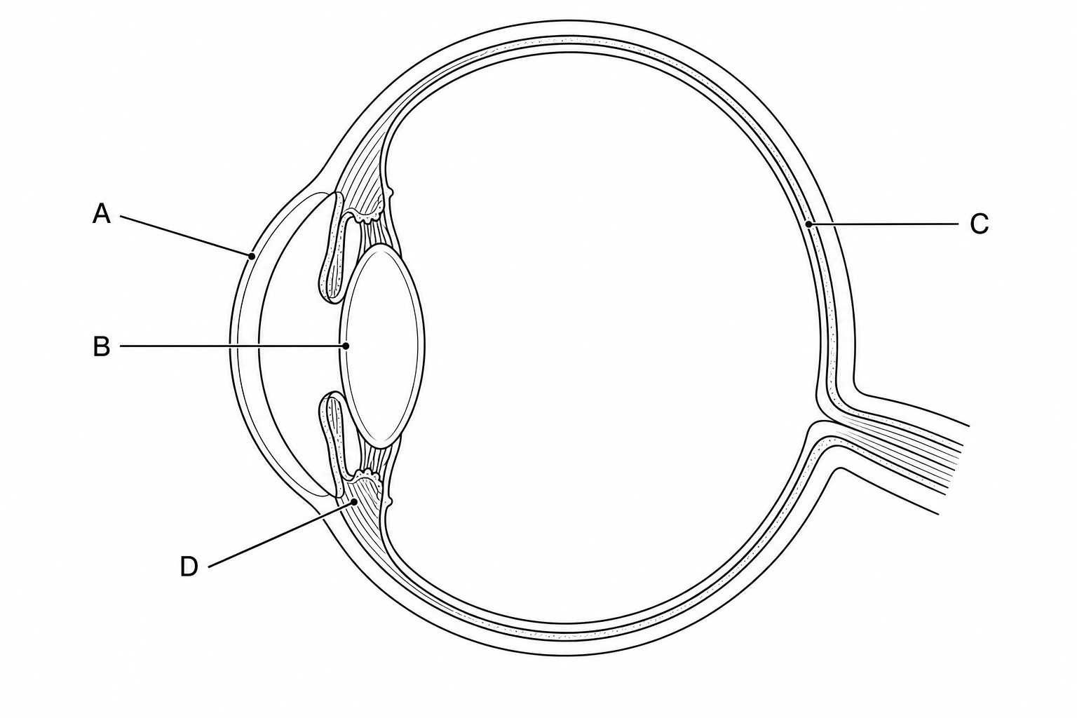 Cross-section diagram of the human eye showing various structures. Label A points to the cornea. Label B points to the lens. Label C points to the retina. Label D points to the ciliary muscle.