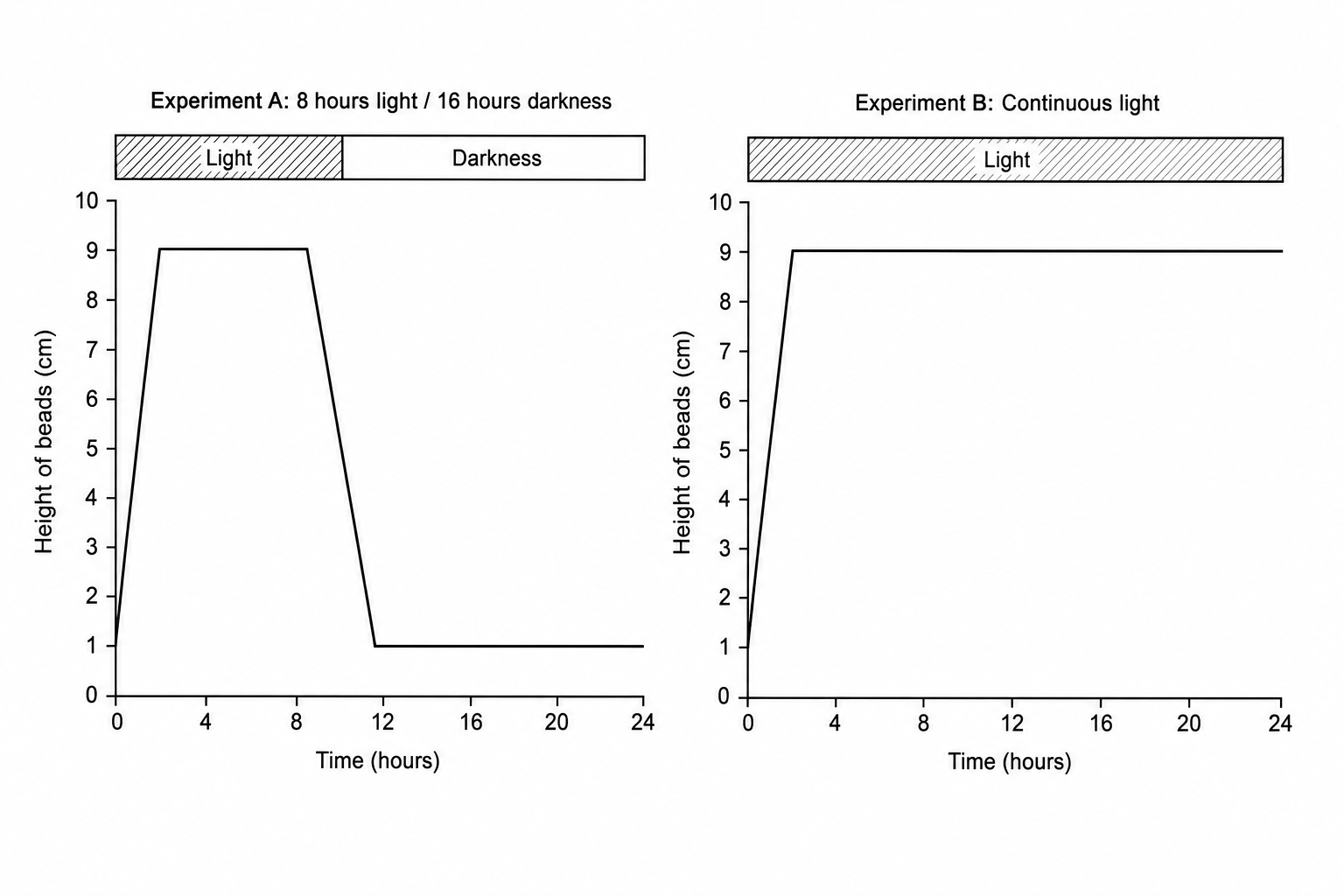 Two line graphs showing the height of algal beads in centimeters over a 24-hour period. In Experiment A, under 8 hours of light followed by 16 hours of darkness, the height starts at 1 cm, rises sharply to 9 cm between 0 and 2 hours, remains constant at 9 cm until 8 hours, then drops sharply back to 1 cm by 10 hours, remaining at 1 cm until 24 hours. In Experiment B, under continuous light for 24 hours, the height starts at 1 cm, rises sharply to 9 cm between 0 and 2 hours, and remains constant at 9 cm up to 24 hours.