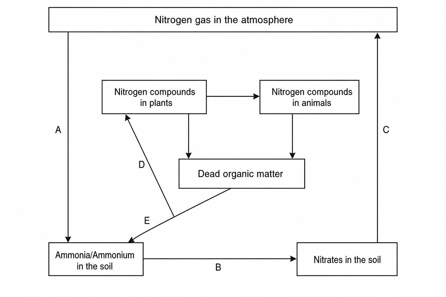 A schematic diagram of the nitrogen cycle.
