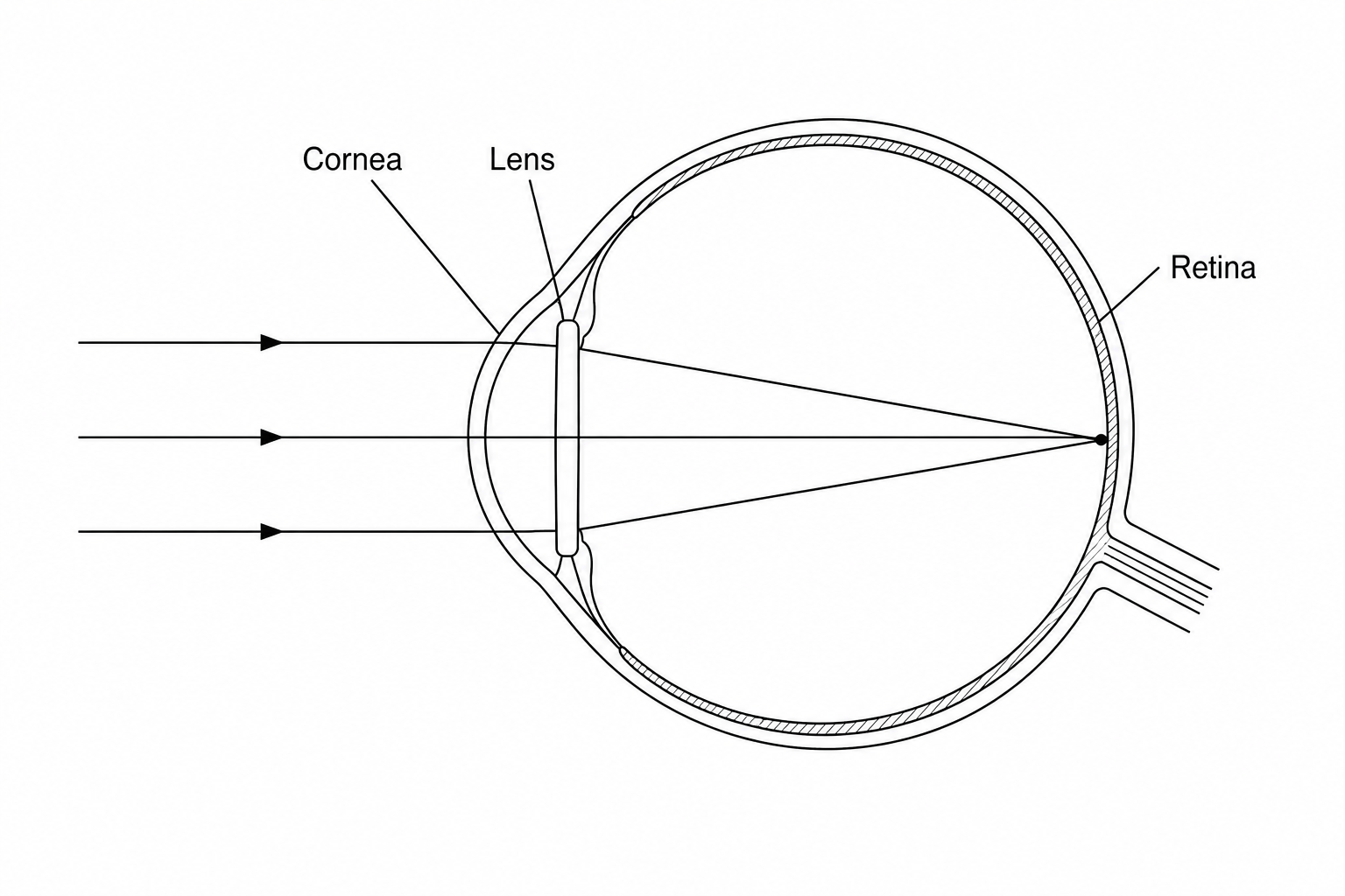 A cross-section diagram of a human eye focusing on a distant object. Parallel light rays pass through the cornea and a thin lens inside the eye, and converge to meet at a single point exactly on the retina at the back of the eye.