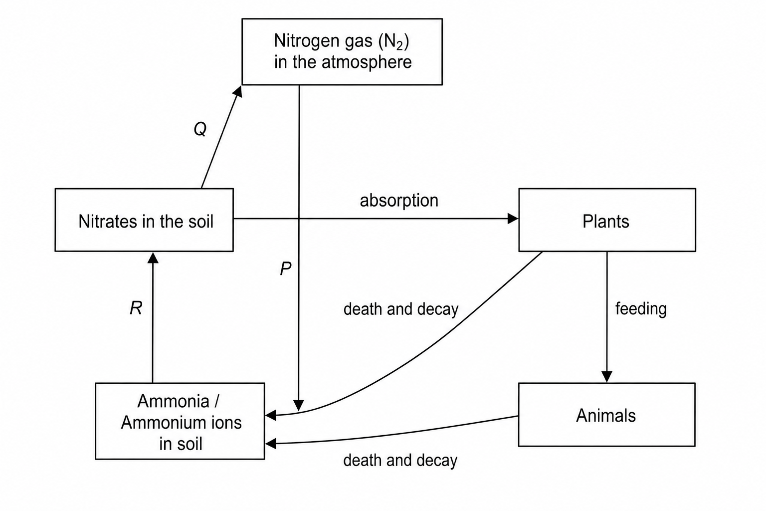 Nitrogen cycle flow diagram with labels P, Q, and R
