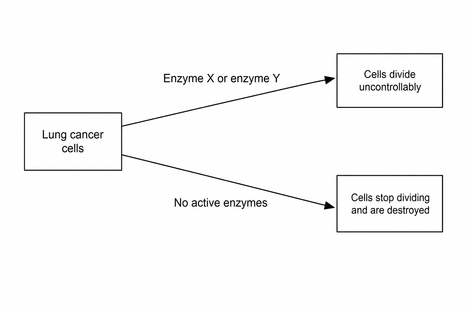 A diagram illustrating the cell division control pathway in lung cancer cells.