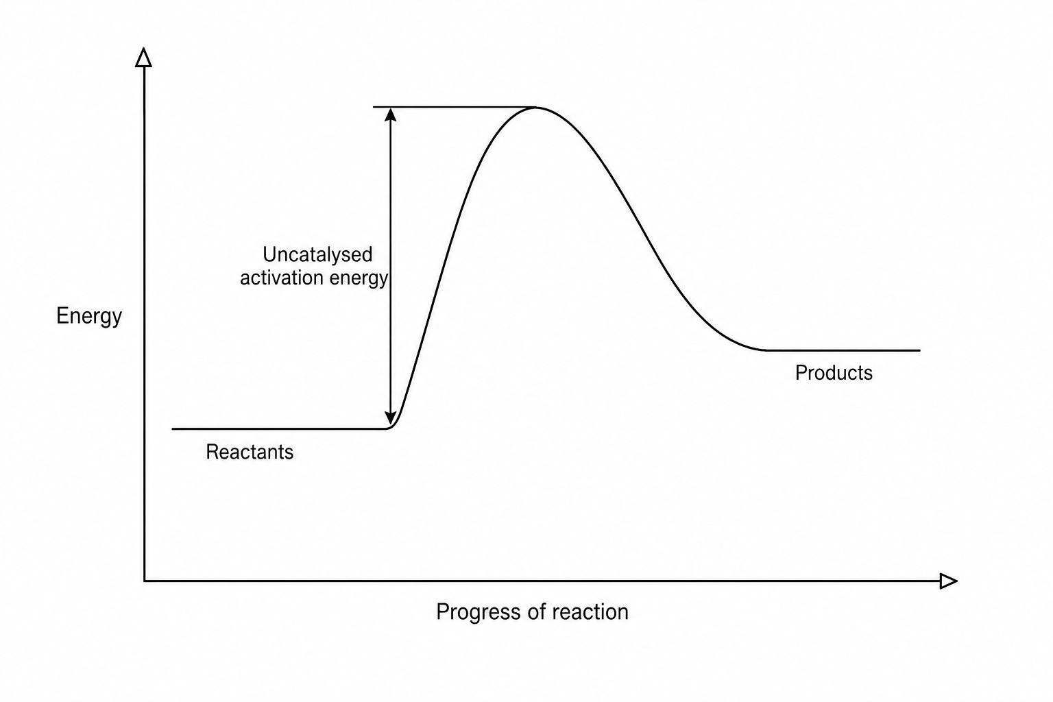 Reaction profile showing progress of reaction on the horizontal axis and energy on the vertical axis for an uncatalysed endothermic reaction. The energy level of the reactants starts low. The curve rises to a high peak, representing the activation energy of the uncatalysed reaction, before dropping slightly to a flat line for the products, which are at a higher energy level than the reactants. No catalysed pathway is currently drawn on the diagram.