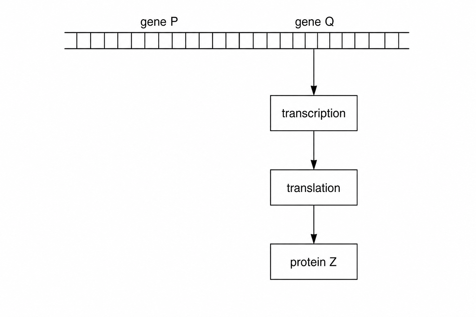 Diagram showing gene P and gene Q