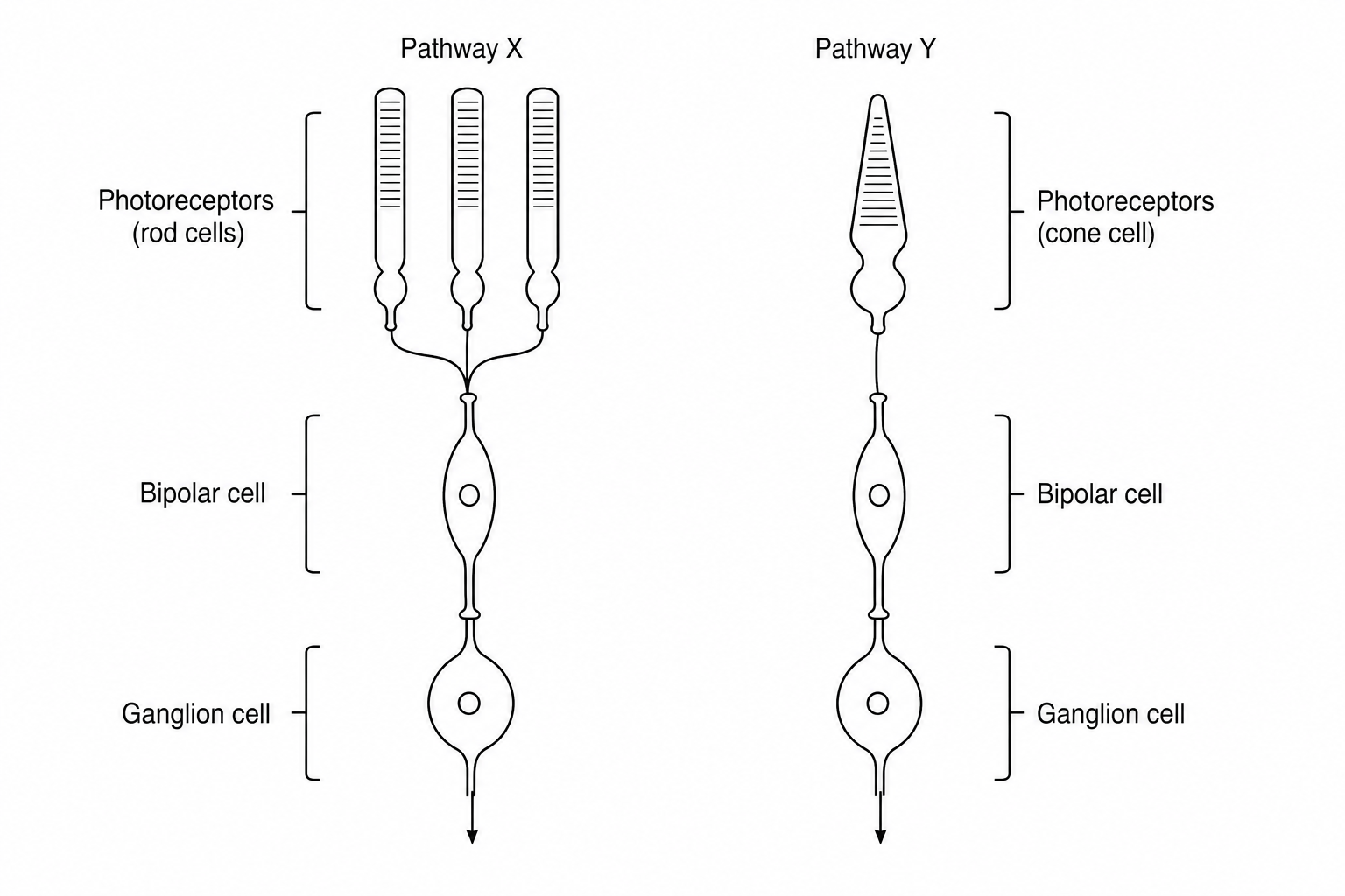 Retinal convergence pathways