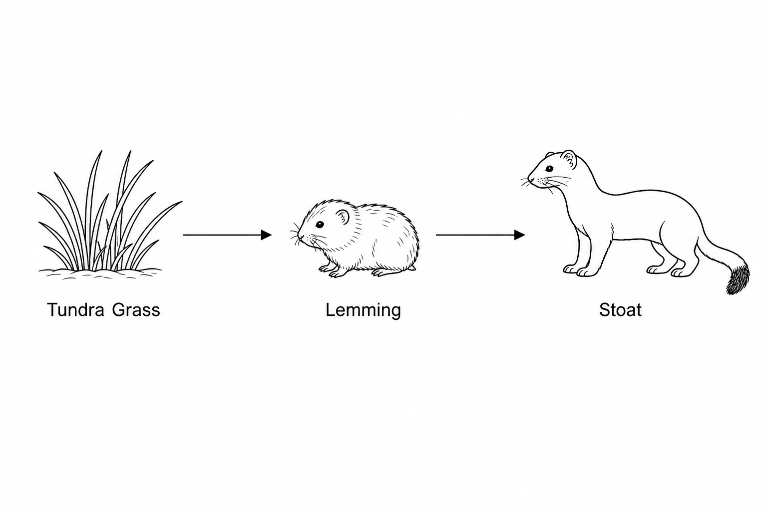 Arctic Tundra Food Chain