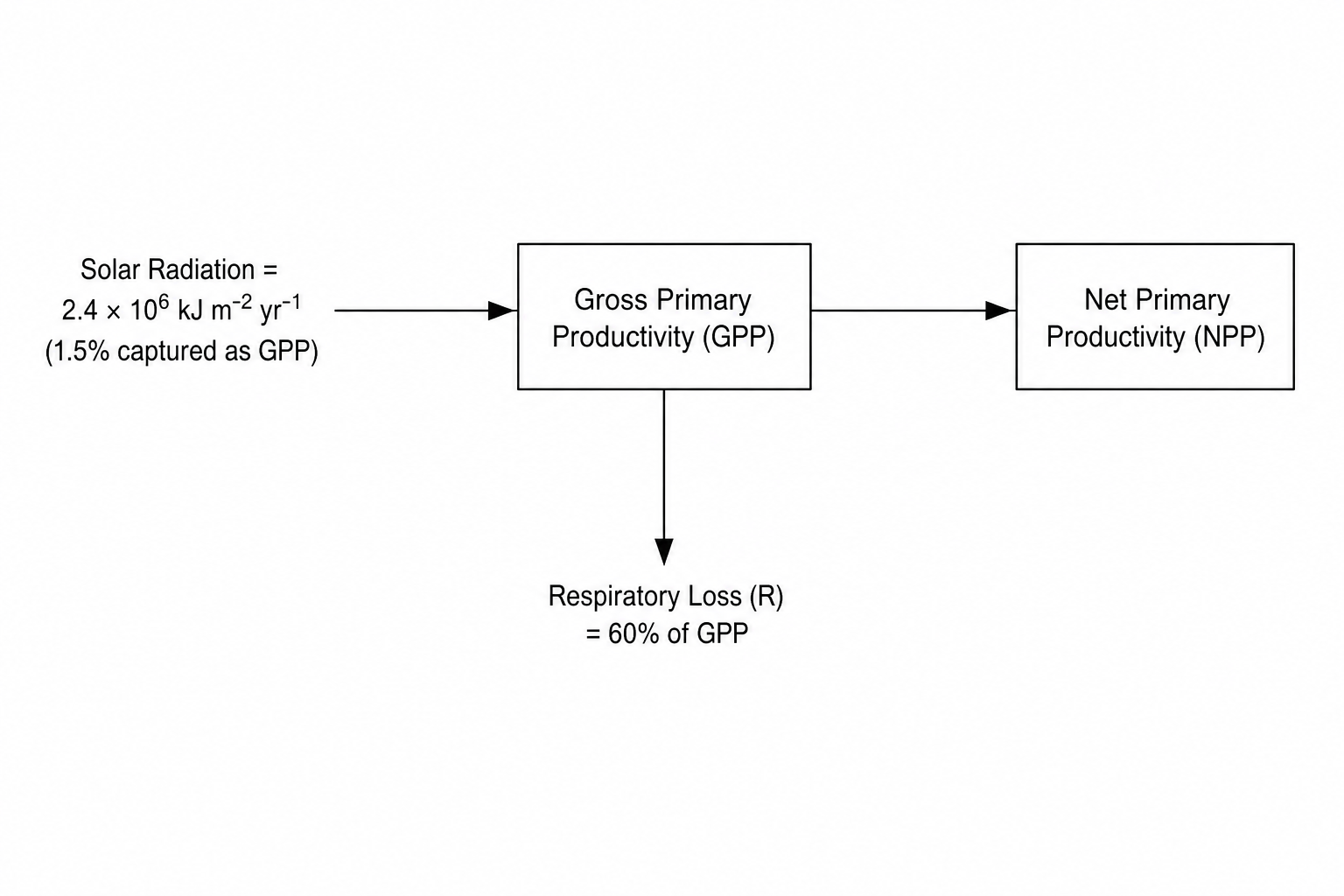 Ecosystem Energy Flow