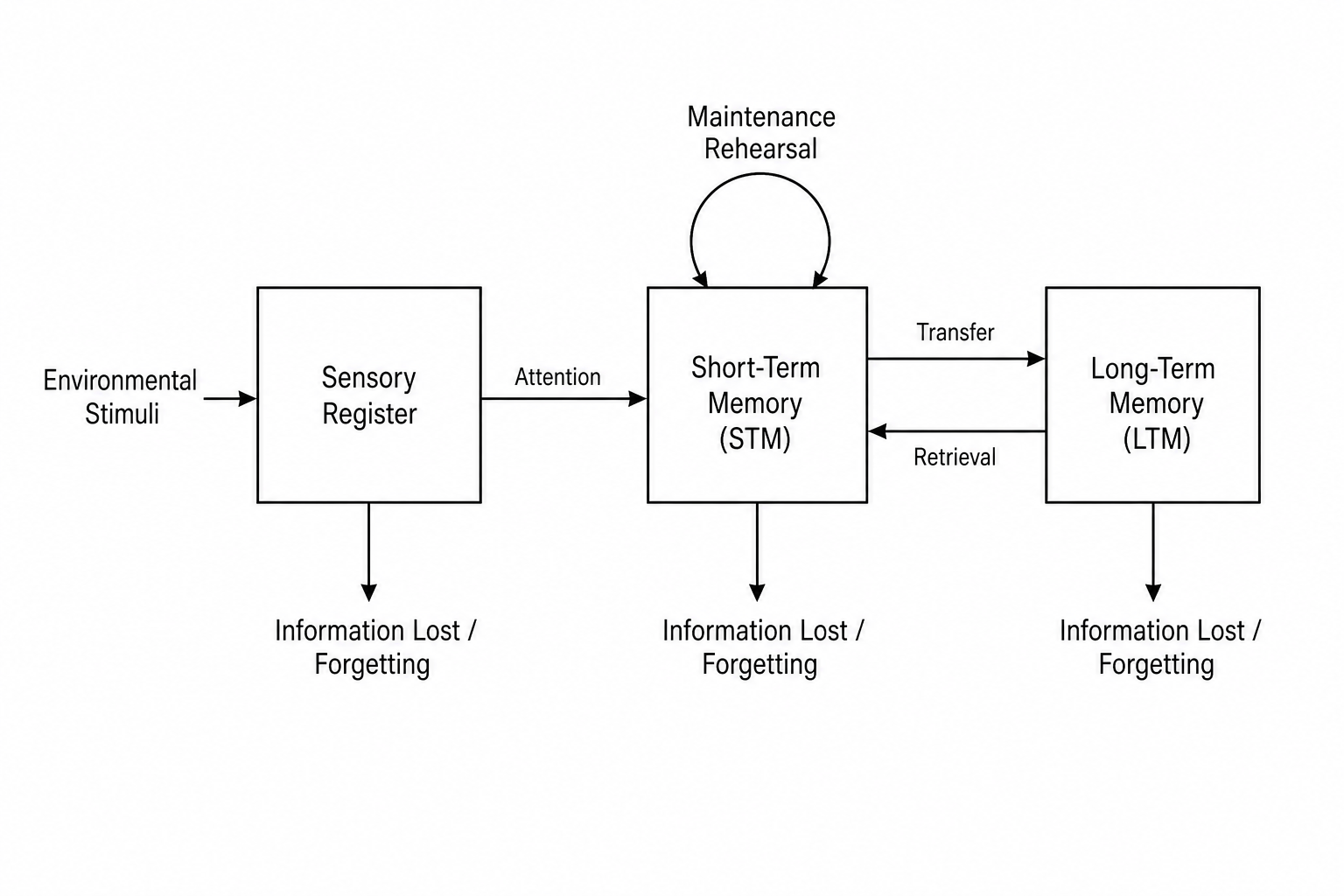 Multi-store model of memory