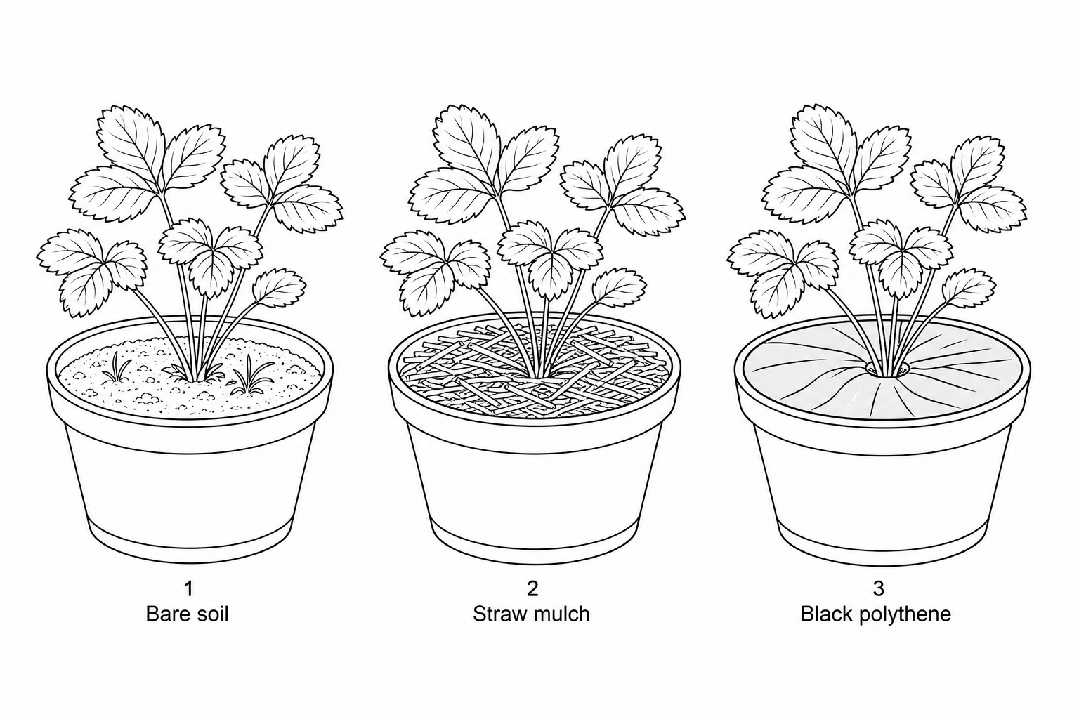 Three pots containing strawberry plants