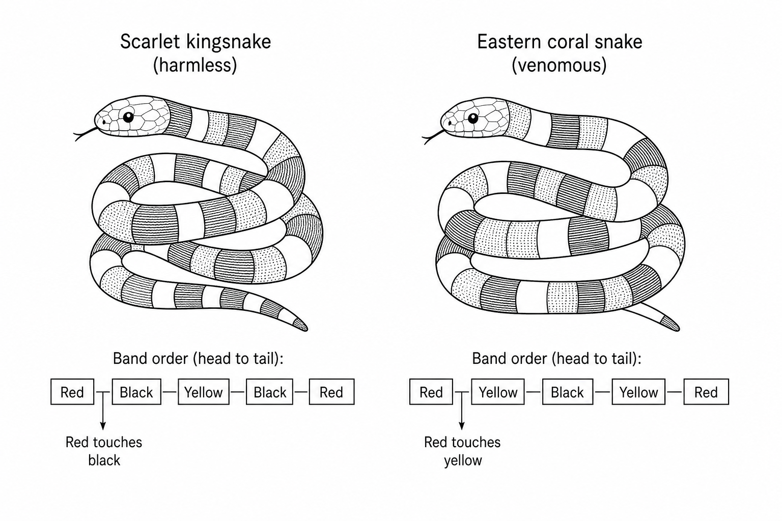 A diagram comparing the harmless scarlet kingsnake and the venomous eastern coral snake. On the left is the scarlet kingsnake, showcasing a ring pattern of red, black, yellow, black, red. On the right is the eastern coral snake, showcasing a ring pattern of red, yellow, black, yellow, red. Both snakes are coiled and look extremely similar due to their bright, repeating color rings.