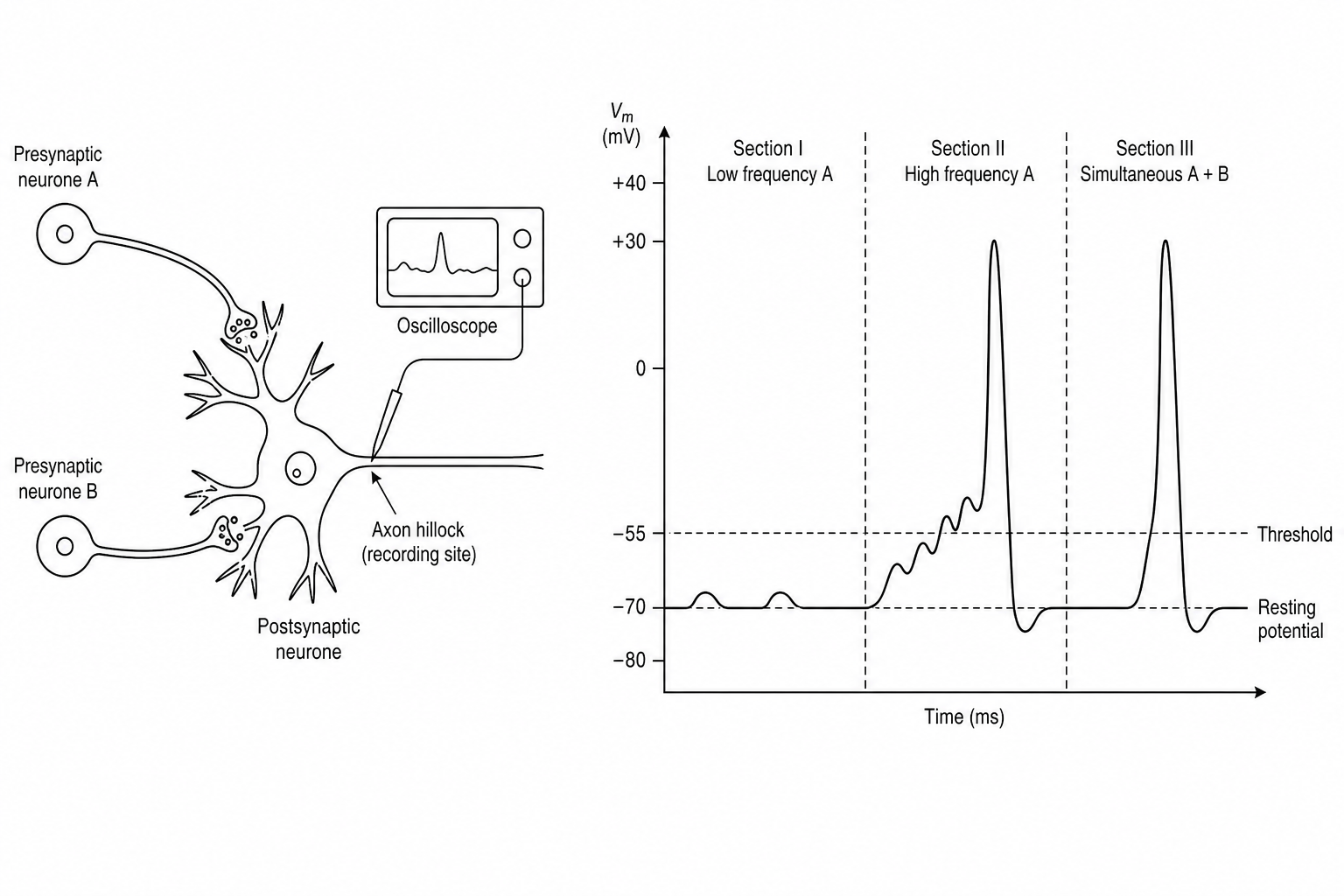 Neuronal Summation and Action Potentials