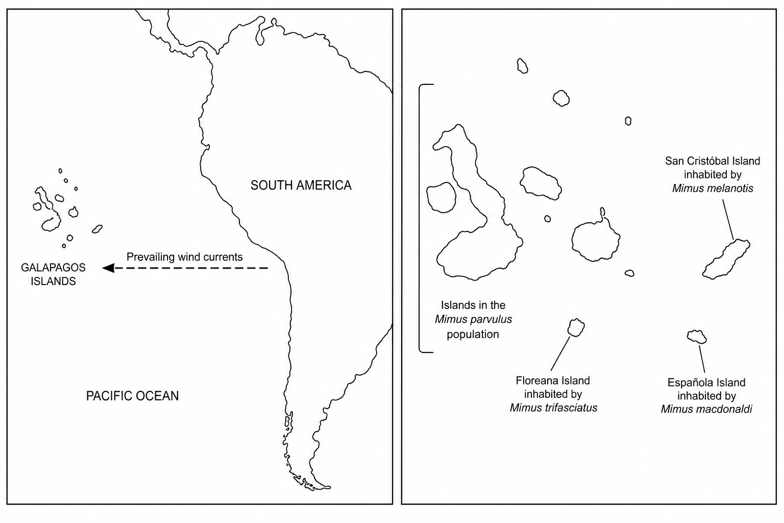 A two-panel map. Panel 1 shows the western coast of South America with a dashed arrow representing strong, prevailing wind currents blowing westward towards the Galapagos Islands, located approximately 1,000 km offshore. Panel 2 shows four distinct islands within the Galapagos archipelago: Floreana Island inhabited by Mimus trifasciatus, Española Island inhabited by Mimus macdonaldi, San Cristóbal Island inhabited by Mimus melanotis, and a larger island chain inhabited by Mimus parvulus.