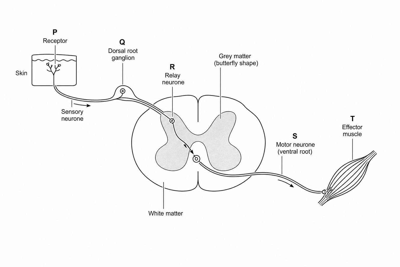 Spinal reflex arc