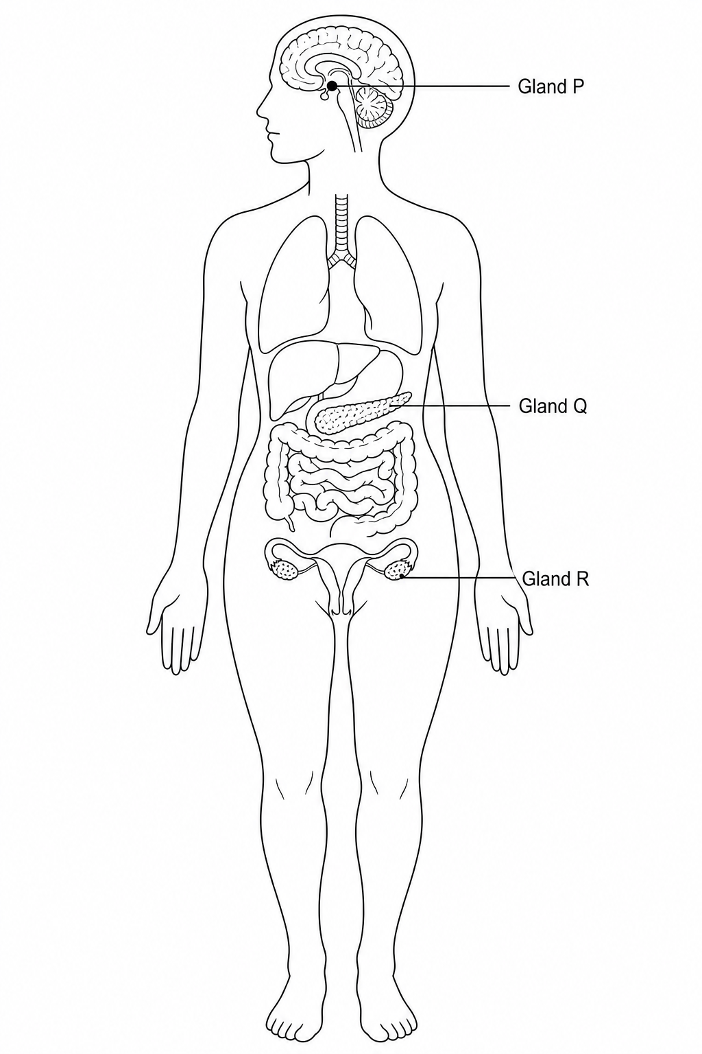 Figure 1: Outline of a human body with three labelled endocrine glands: Gland P in the brain, Gland Q in the upper abdomen, and Gland R in the lower pelvic region.